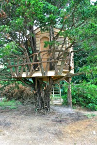 Who doesn't love a tree house?